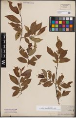 Foto von Salix daphnoides Vill.